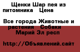 Щенки Шар пея из питомника › Цена ­ 25 000 - Все города Животные и растения » Собаки   . Марий Эл респ.